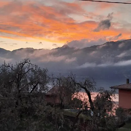 Ciclamino マルチェージネ