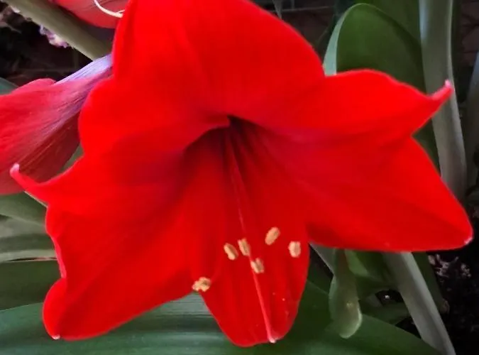 Apartament Ciclamino