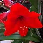 דירה Ciclamino